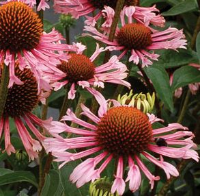 QUILLS AND THRILLS CONEFLOWER