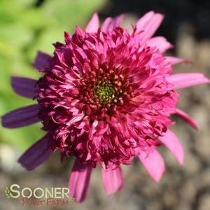 CRANBERRY CUPCAKE CONEFLOWER
