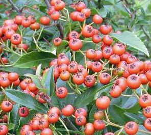 RED CUSHION PYRACANTHA