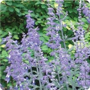 LACEY BLUE RUSSIAN SAGE