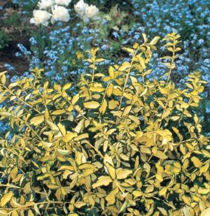 BLONDY® EUONYMUS