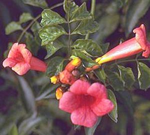 TRUMPET VINE