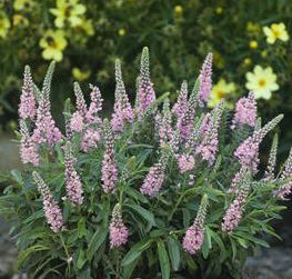 SWEET LULLABY SPEEDWELL