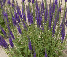 HOCUS POCUS SPEEDWELL