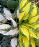 REMEMBER ME HOSTA