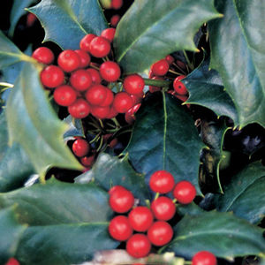 ROBIN RED HOLLY