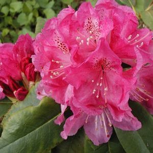 HOLDEN RHODODENDRON
