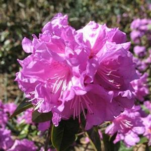 P.J.M. ELITE RHODODENDRON