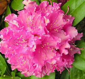 ROCKET RHODODENDRON