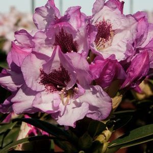 SOUTHGATE RADIANCE RHODODENDRON