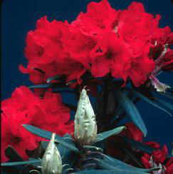 VULCAN'S FLAME RHODODENDRON