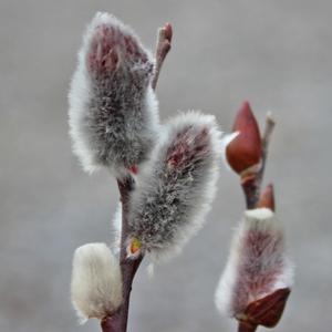 GIANT PUSSY WILLOW