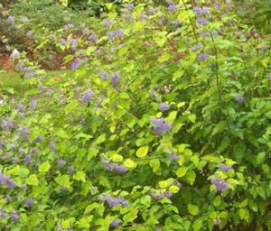 WORCESTER GOLD BLUEBEARD