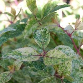 WINE SPRITZER™ BEAUTYBERRY