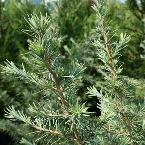 STERLING FROST™ DEODAR CEDAR