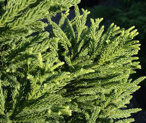 GIOKUMO JAPANESE CRYPTOMERIA