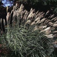 AUTUMN LIGHT MAIDEN GRASS