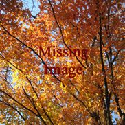 AUTUMN RED MAIDEN GRASS