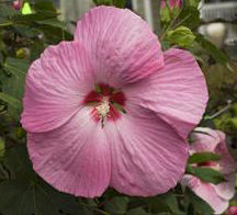 PINK ELEPHANT HARDY HIBISCUS