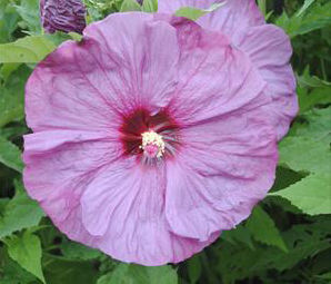SUMMERIFIC® BERRYLICIOUS HARDY HIBISCUS