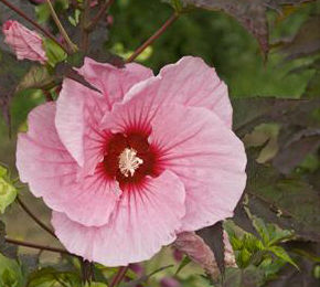 SUMMERIFIC® SUMMER STORM HARDY HIBISCUS