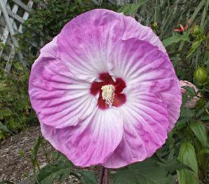 TIE DYE HARDY HIBISCUS
