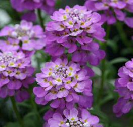 ABSOLUTELY AMETHYST CANDYTUFT