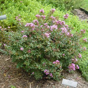 CHICKASAW DWARF CRAPEMYRTLE