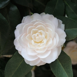 WHITE BY THE GATE CAMELLIA