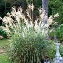 CENTRAL PARK MAIDEN GRASS