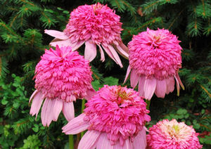 SECRET™ ROMANCE CONEFLOWER