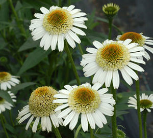 SECRET™ PRIDE CONEFLOWER