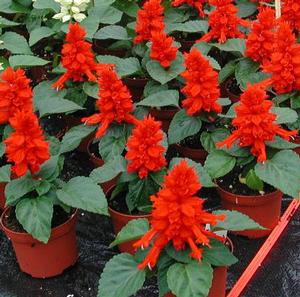REDDY BRIGHT RED SALVIA