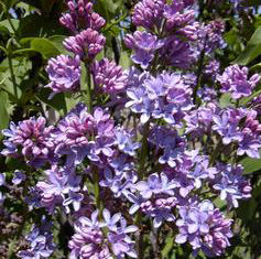 YANKEE DOODLE LILAC