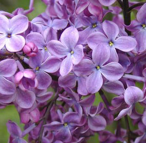 OLD GLORY LILAC