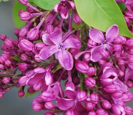 PURPLE GLORY LILAC