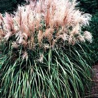 MALEPARTUS MAIDEN GRASS