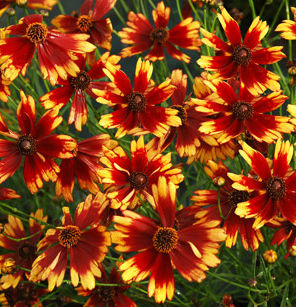 SUMMER PUNCH TICKSEED