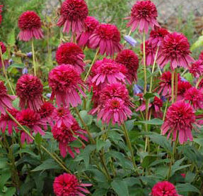 SECRET™ AFFAIR CONEFLOWER