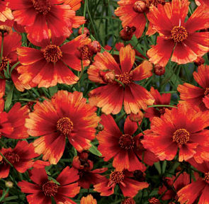 DESERT CORAL TICKSEED