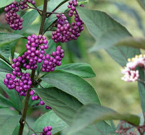 PURPLE PEARLS® BEAUTYBERRY