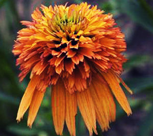 MARMALADE ORANGE CONEFLOWER