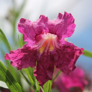 BURGUNDY DESERT WILLOW