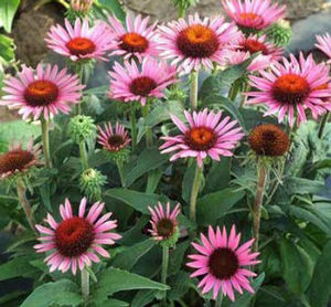 PRAIRIE PIXIES™ LILLIPUT CONEFLOWER