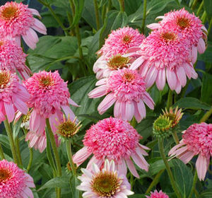 SOUTHERN BELLE CONEFLOWER