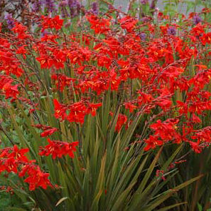TWILIGHT FAIRY™ CRIMSON CROCOSMIA