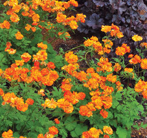FIRE STORM GEUM