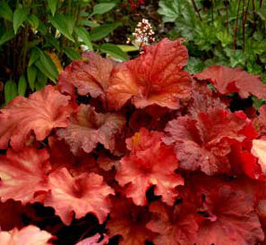 RIO CORAL BELLS