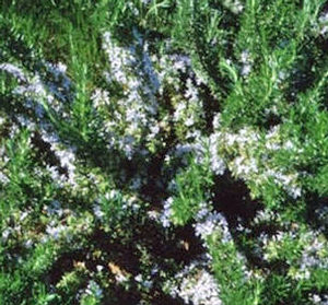 HUNTINGTON CARPET ROSEMARY