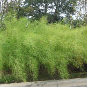 BAMBOO MUHLY GRASS